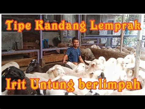 Kupas Tuntas Kandang Lemprak Feri S Farm Review Harga Domba Dan