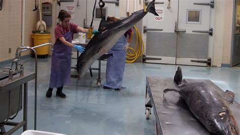 Scientists Working To Find Whats Killing Dolphins