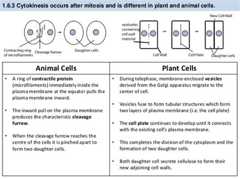 Gianelli Chapter Cell Growth And Division Flashcards Quizlet