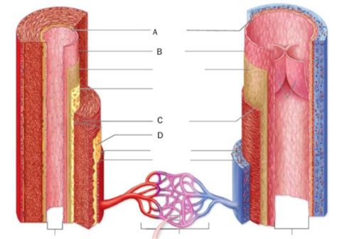 Anatomy Physiology II Lecture Connect Blood Vessels Cardiovascular