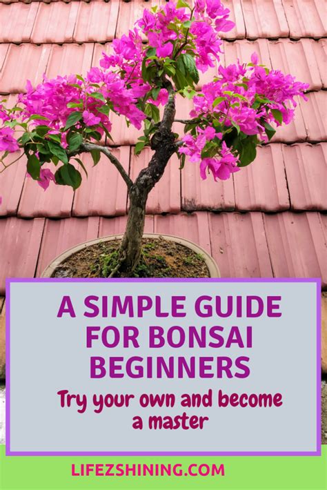 A Simple Guide For Bonsai Beginners Try Your Own Lifezshining Bonsai Tree Care Bonsai