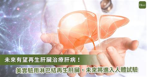 人體再生肝臟有望！匹茲堡醫學院從「淋巴結」中再生健康肝臟 Heho健康 Line Today