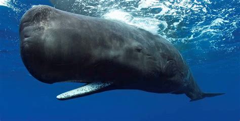 Sperm Whales — Noyo Center for Marine Science