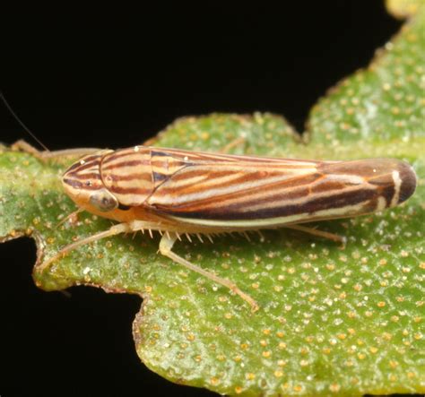 Leafhopper On Bayberry Sibovia Occatoria Bugguide Net