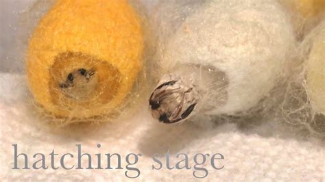 Silkworm Hatching