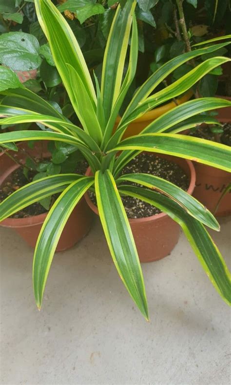 Pandan Plant Variegated Edible Can Eat And Cook Pot 16cm Height 25 35cm