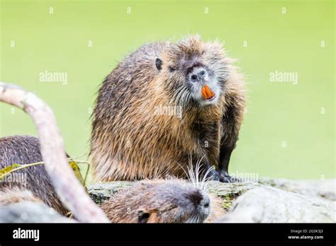 Myocastor coypus, single mammal Stock Photo - Alamy