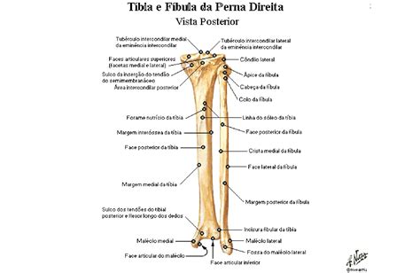 Anatomia Da Fibula Skegtips