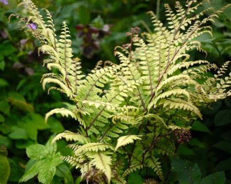 Athyrium otophorum Okanum - Mount Venus Nursery