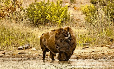 Plains Buffalo At Creekside Photograph By Robert Frederick