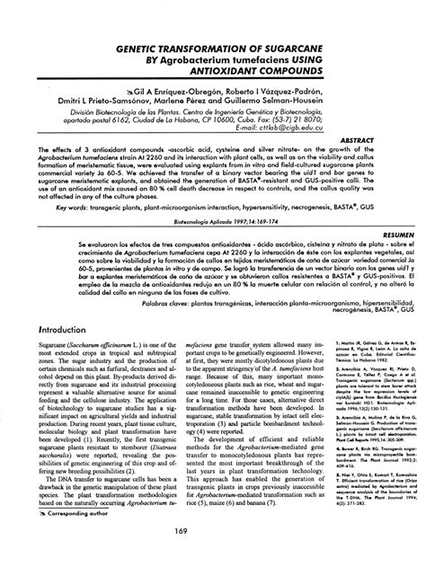 Pdf Agrobacterium Mediated Transformation Of Sugarcane Saccharum