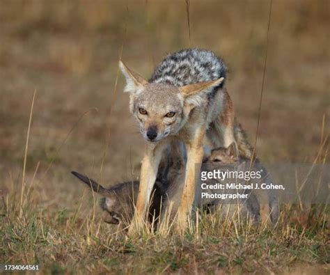 271 The Jackals Are Eating Each Other Stock Photos High Res Pictures