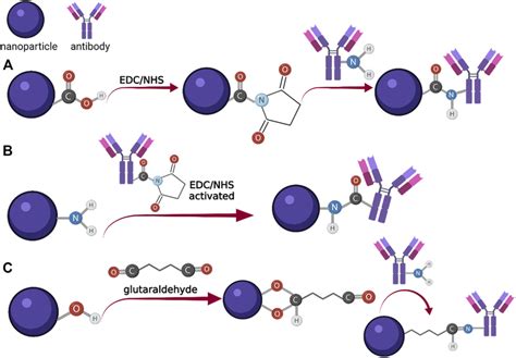 Schematic Representation Of The Conjugation Process Mediated By The