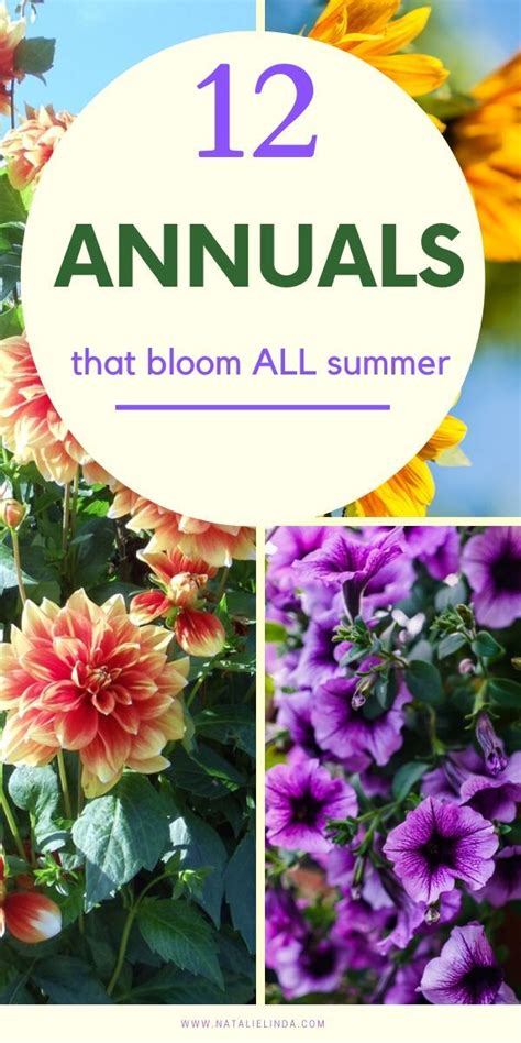 Annual Flowers List - Garden Plant