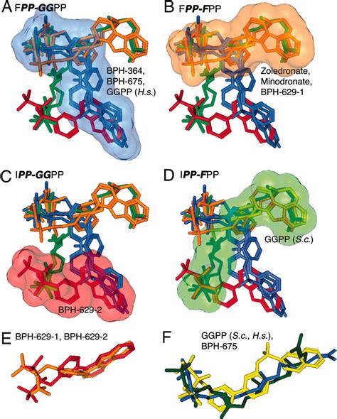 Bisphosphonates Target Multiple Sites In Both Cis And Trans