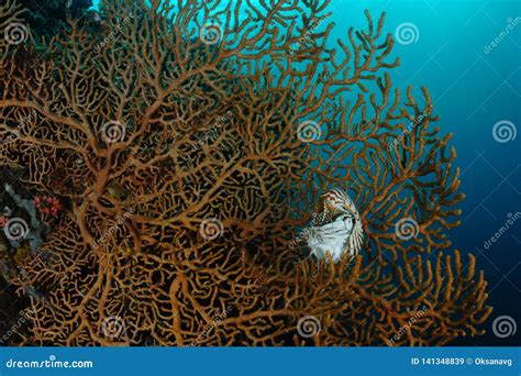 Nautilus In Giant Sea Fan Stock Image Image Of Coral 141348839