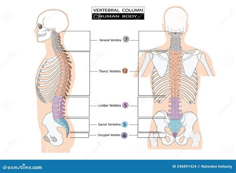 Wervelkolom Van Anatomie Infotoxische Anatomiediagram Van Het Menselijk