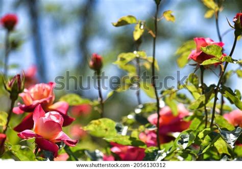 Pretty Pink Roses Bloom Rose Garden Stock Photo 2056130312 Shutterstock