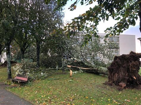 EN IMAGES Tempête Ciaran dans le Morbihan arbres arrachés rues