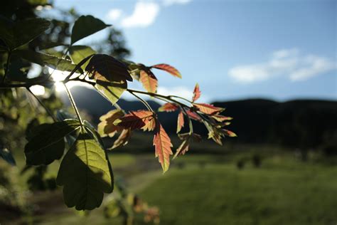 Free Images Landscape Tree Nature Outdoor Branch Blossom