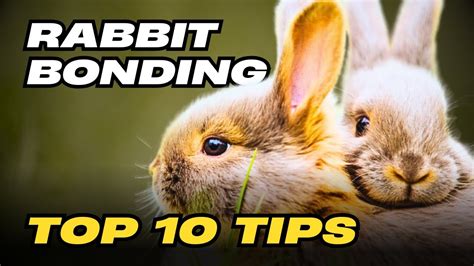 Rabbit Bonding Top Tips For Successful Pairing Youtube