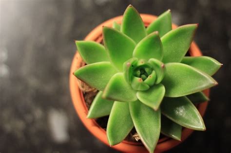 9 Succulents That Attract Hummingbirds - Gardential.com