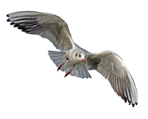 Sea Bird PNG Transparent Sea Bird PNG Images PlusPNG