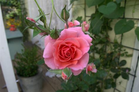 7 easy Tips for Winterizing Roses - How To Protect and Care - Flower Patch Farmhouse