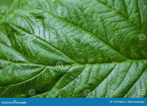 Hoja De Frambuesa Cerrada En El Fondo Del Bosque Imagen De Archivo