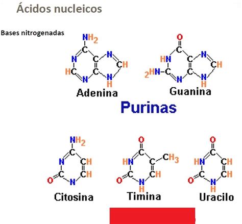 Level 4 - 46 - 48 - Biología básica - Memrise