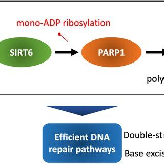 Efficient DNA Repair Pathways Due To High Activity Of SIRT6 Longlived