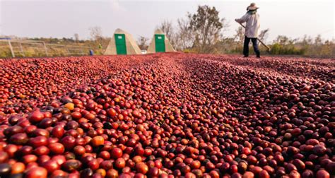 FAESP divulga relatório da safra de café e aponta crescimento no estado