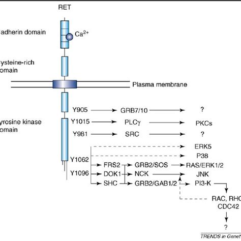 ret signaling pathways activation  ret leads  autophosphorylation
