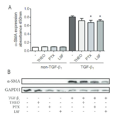 Theo Ptx And Lsf Slightly Reduce Tgf Induced Sma Expression In