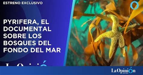 Pyrifera El Documental De Por El Mar Sobre Los Bosques Sumergidos De