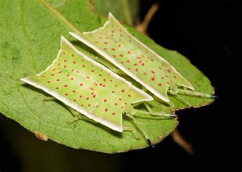 Giant Shield Bug Nymphs Tessaratomidae By John Horstman Via