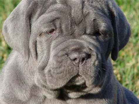 Blue English Mastiff Puppies