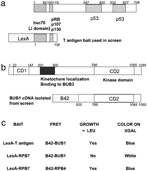 Simian Virus 40 Large T Antigen Targets The Spindle Assembly Checkpoint