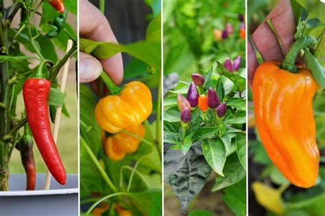 Pepper Varieties - From Heatless to Superhot Types - Pepper Geek