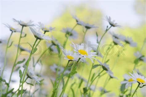 Kamillen | Stock Bild | Colourbox