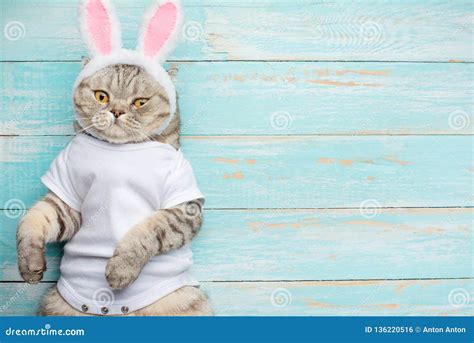 Easter Cat with Rabbit Ears. Banner, Easter Screensaver for Design ...