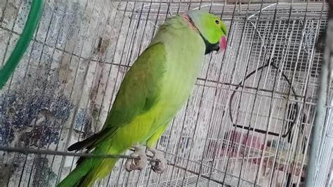 Indian Ringneck Parrot 🦜 Ringneck Hand Tamed Talking Parrot Youtube