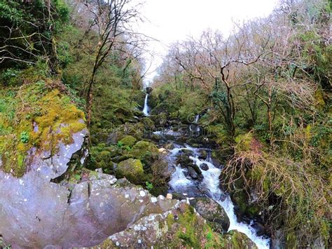 Forest Stream Surrounded By Timberland In Ancient Old Growth Forest