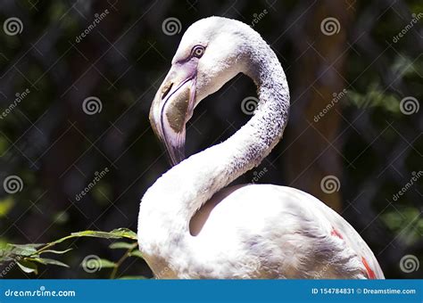 A Pink Flamingo with Beautiful Eyes Stock Image - Image of eyes ...