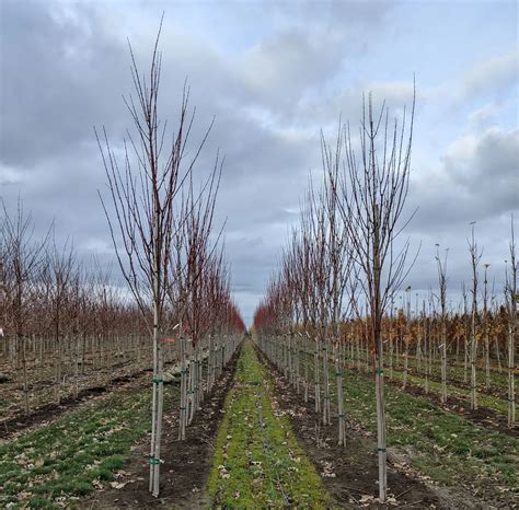 Red Rocket Maple | Acer rubrum 'Red Rocket' — Northwest Shade Trees