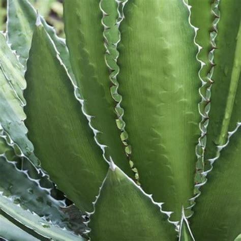 Agave Agave Univittata Splendida In The Agaves Database