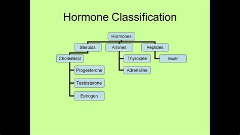 Classification Of Hormones Hormones Classification Steroid