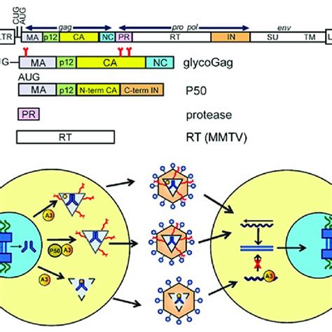 Mouse Mammary Tumor Virus Mmtv And Murine Leukemia Virus Mlv