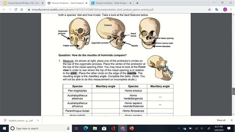 Human Skull Analysis Gizmo Youtube