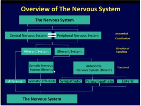 3 Anatomy Of The Somatic Nervous System Flashcards Quizlet